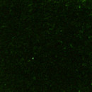 Spruce Stretch Velvet